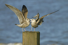 Herring Gull Larus Agentatus Immatures Landing On Breakwater