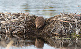 Fototapeta Zwierzęta - Beaver