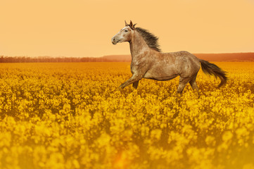 Wall Mural - A horse with a long mane and a beautiful suit jumping on a blossoming field on sunset background. Animal illuminates the warm sunshine.