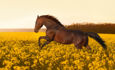 Beautiful strong horse galloping, jumping in a field of yellow flowers of rape against the sunset. Stallion lit by sunlight.