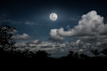 Wall Mural - silhouettes of tree and nighttime sky with clouds, bright full moon