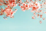 beautiful vintage sakura flower (cherry blossom) in spring. vintage color tone