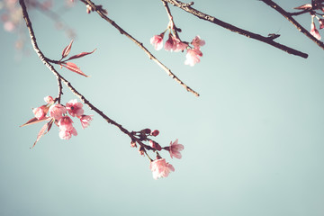 Wall Mural - close-up of beautiful vintage sakura tree flower (cherry blossom) in spring. vintage color tone styl