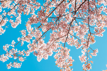 Beautiful vintage sakura tree flower (cherry blossom) in spring on blue sky background. vintage color tone style.