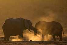 Two Elephants Greeting Each Other In Dusty African Bush