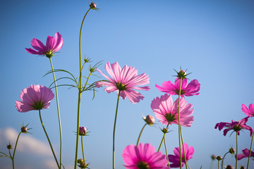 Wall Mural - pink cosmos flower blooming in blue sky
