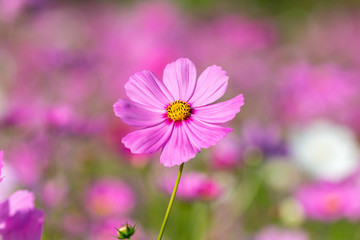 Wall Mural - pink cosmos flower blooming in the field