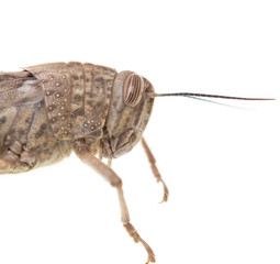 grasshopper on a white background