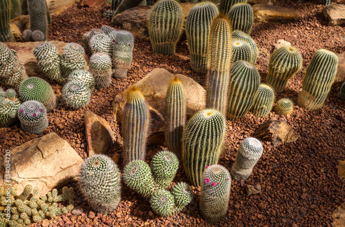 Fotografia, Obraz Beautiful cactus collection in botanical rocky garden, phallic shaped, decor and
