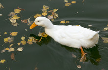 White Duck On The Lake In Autumn