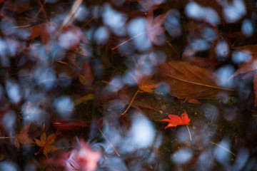 autumn leaves