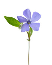  Periwinkle Flower Isolated On White Background