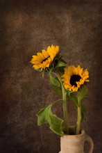 Sunflower Still Life On Dark Backdrop
