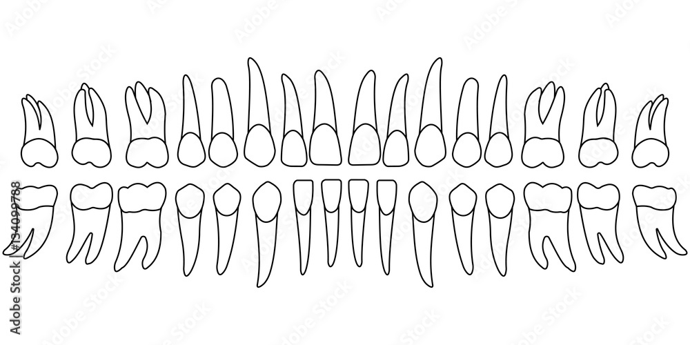 Photo & Art Print tooth chart teeth | EuroPosters