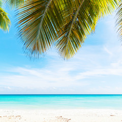 tropical beach photo background