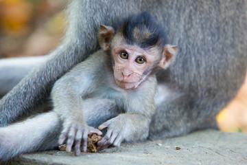 Wall Mural - Baby Monkey