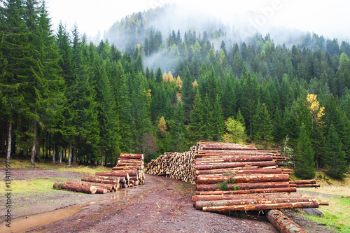 Fotografie, Obraz Wooden logs in the forest, stacked in a pile in Dolomites.