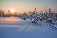Background With Yang Fir Trees On Snow Ground And Winter Sun