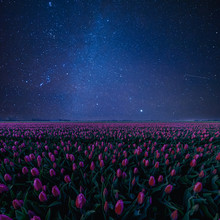 Night Landscape With Tulips And Stars
