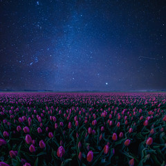 Wall Mural - night landscape with tulips and stars