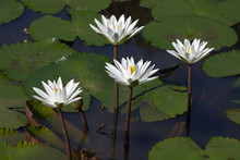 Four White Water Lily