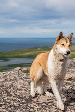 Dog Standing On Rocks