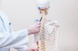© okrasiuk - Closeup on medical doctor man pointing on cervical spine of human skeleton anatomical model. Selective focus