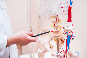 Closeup on medical doctor man pointing on hernia in the pelvis of human skeleton anatomical model. Selective focus