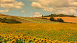 Sunflower fields in the tuscan region San Quirico d Orcia in Ita