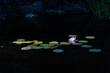 View Of A Nymphaea Alba (known As The European White Water Rose)