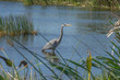 Viera Wetlands a Boon to Wildlife in Florida