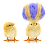 Fototapeta  - Two chicks one crazy with even crazier hair