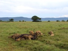 Large Pride Of Lions Taking It In Turns To Feed On A Massive Water Buffalo In Ngorongoro Crater