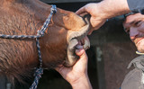 Fototapeta  - Horse dentist inspecting a horses teeth