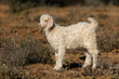 A young angora goat kid on a rural farm.