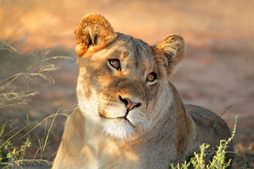 Wall Mural - portrait of an african lioness (panthera leo), south africa.