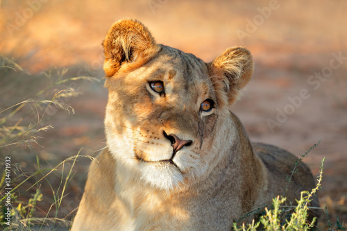 portret-afrykanska-lwica-poludniowa-afryka-panthera-leo