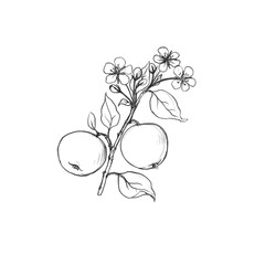 fruit tree branch with flowers, leaves and apples