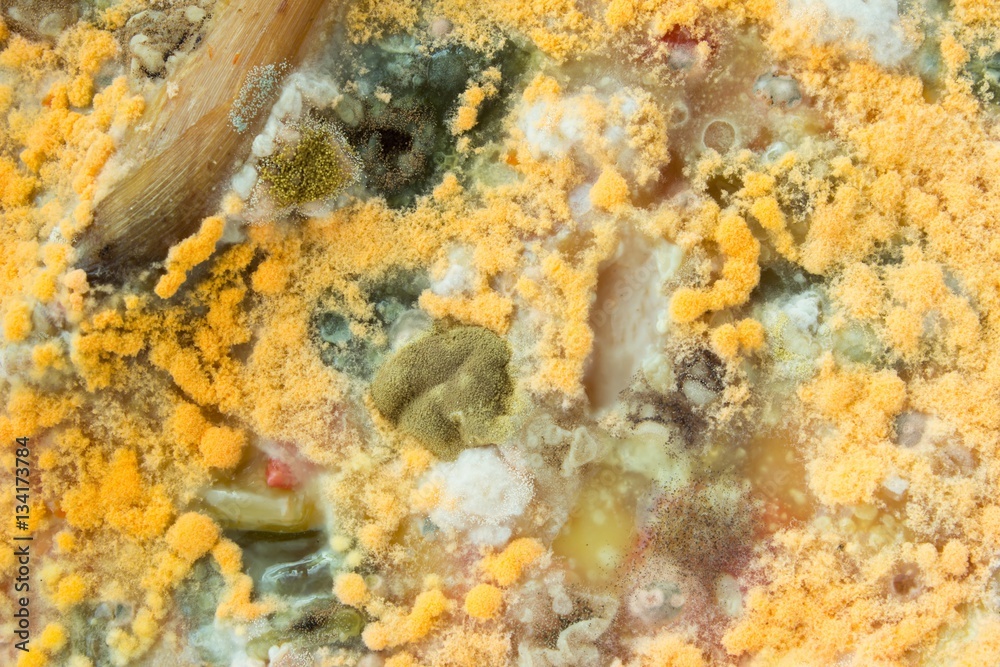 Moldy Clumpy Rice yellow mold grows on the surface of spoiled food. Mold growing rapidly ...