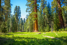 Giant Sequoia Trees In A Meadow At Mariposa Grove Yosemite National Park, California, USA