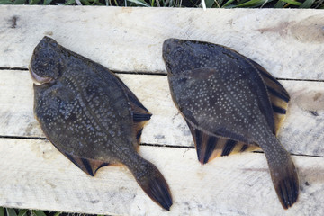 Freshly caught plaice. The Pacific ocean, Kamchatka