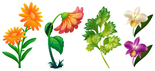 Wall Mural - Different types of flowers and leaves