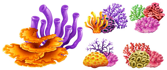 Wall Mural - different kinds of coral reef