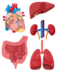 Canvas Print - Different organs of human
