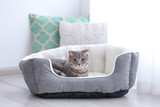 Fototapeta Koty - Cute funny cat in bed at home