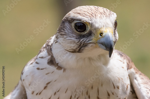 Ritratto Di Falco Pellegrino Buy This Stock Photo And