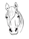 Fototapeta Konie - black and white horse head