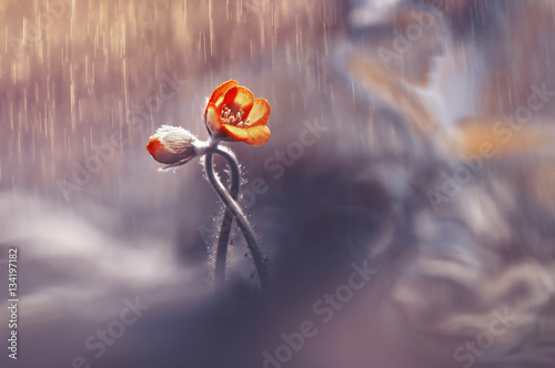 770+ Wallpapers Of Romantic Rain HD Terbaru