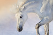 White horse with long mane portrait  in motion in winter day at sunset light