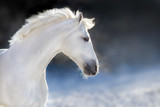 Fototapeta Konie - White horse with long mane portrait  in motion in winter day on dark background